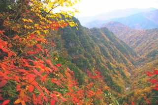 垂直ハシゴの中ほどから見晴らす弥山川流域