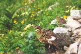 雷鳥の親子