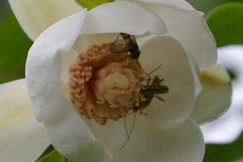 虫たちのレストラン