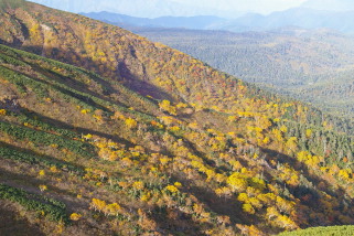 黄葉の山肌