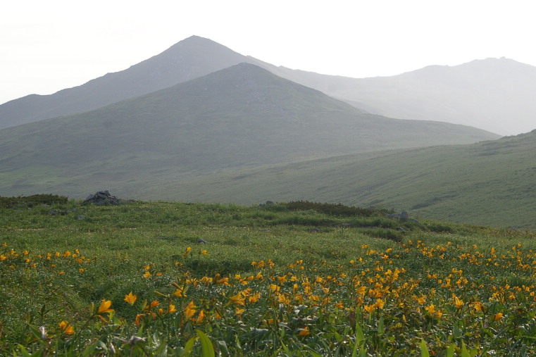 ニッコウキスゲの大群落の向こうの飯豊山