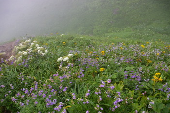 ガスで霞む花畑