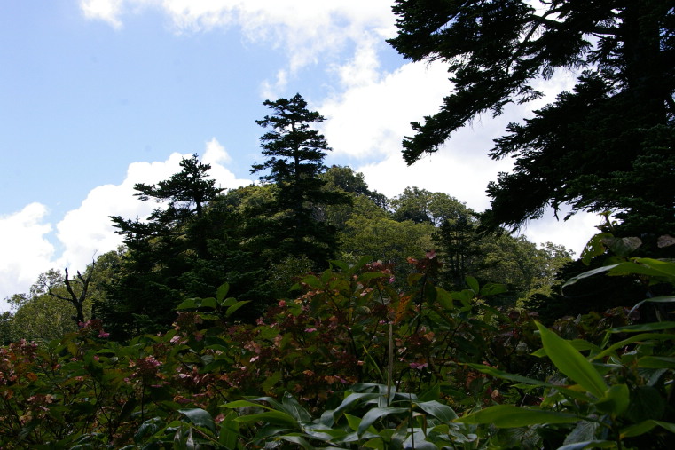 鎮守の森のような籾糠山