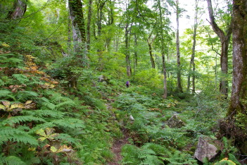 きもちのいい゛ハナヌキ峰登山路゛