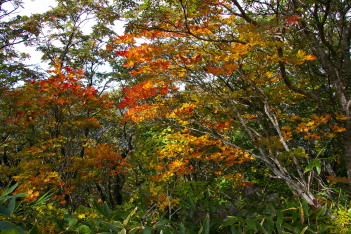 高度1400M位から紅葉始まる