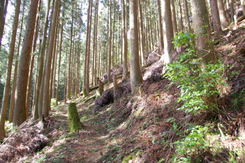 気持ちのいい植林