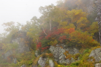 紅葉はバッチリ ガスが・・・