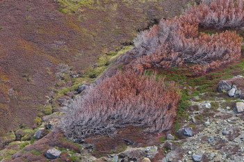 火山性ガスで枯れてしまったハイマツ