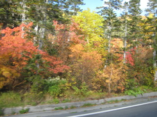 道路沿いの紅葉