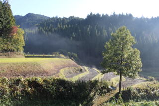 晩秋の朝靄風景