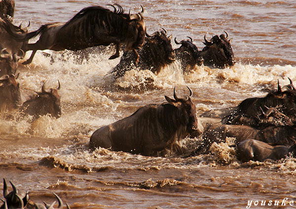 �j�b�R�[���@�l�C�`���[