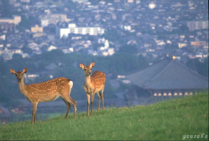 �ᑐ�R���i