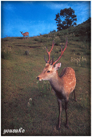 �T�����h�j�b�R�[��