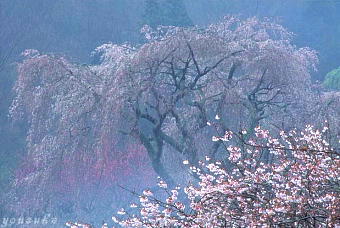 �����q���P�@�t���ƍ�