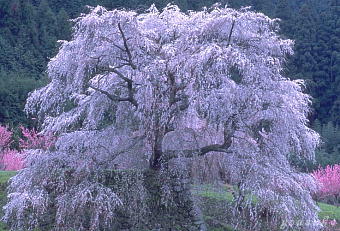 �����q���Q�@���܂�̍�