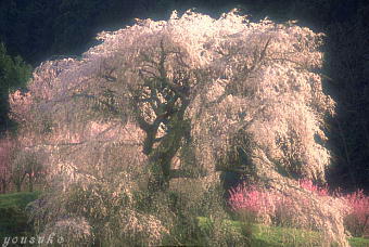 �����q���R