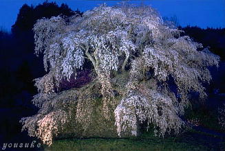 �����q���S�@