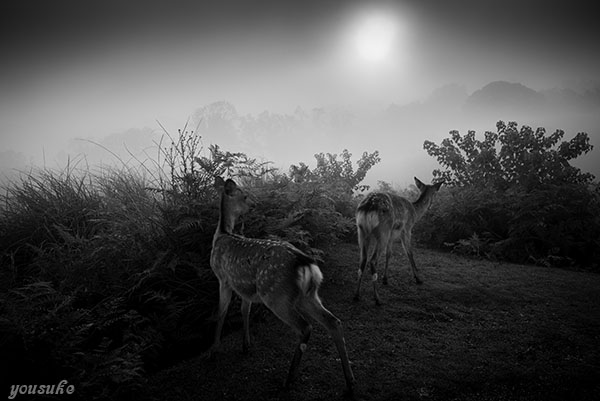 �j�R���@�l�C�`���[