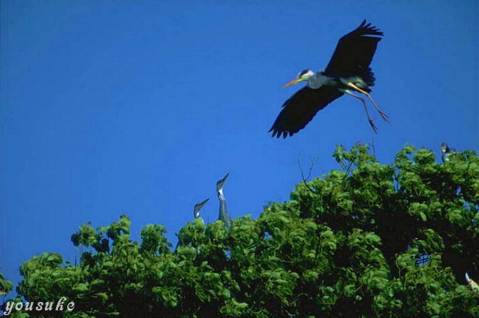 �A�I�T�M�R���j�[