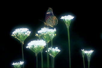 �t�B���^�[�B�e�匤���@�\��