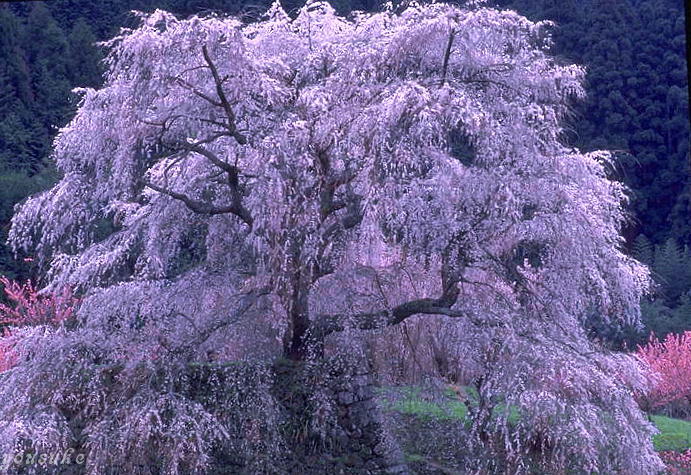 �����q�� �W