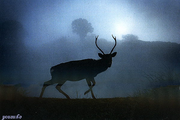 ��84��@�l�C�`���[�t�H�g�T����