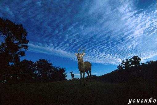 �j�b�R�[�� �l�C�`���[