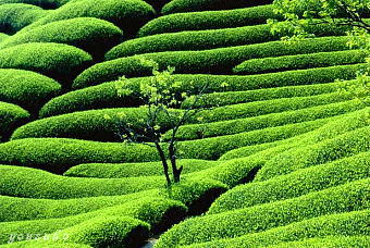 �`�̐V�΁@����