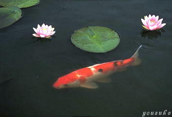 �t�B���^�[�B�e�匤��