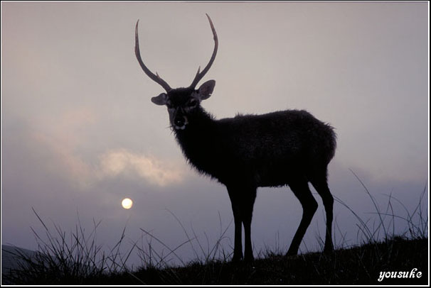 �j�b�R�[��