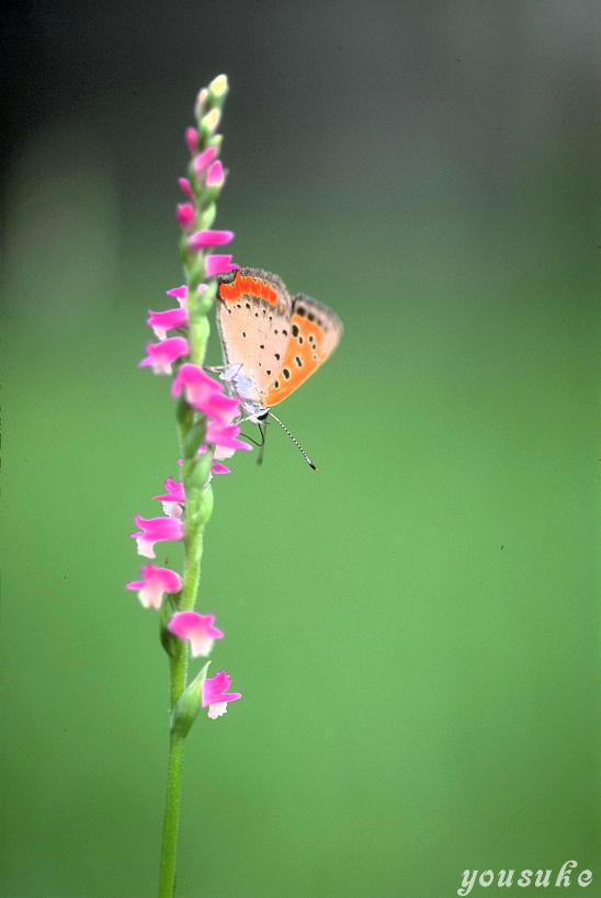 �����ݒ��@