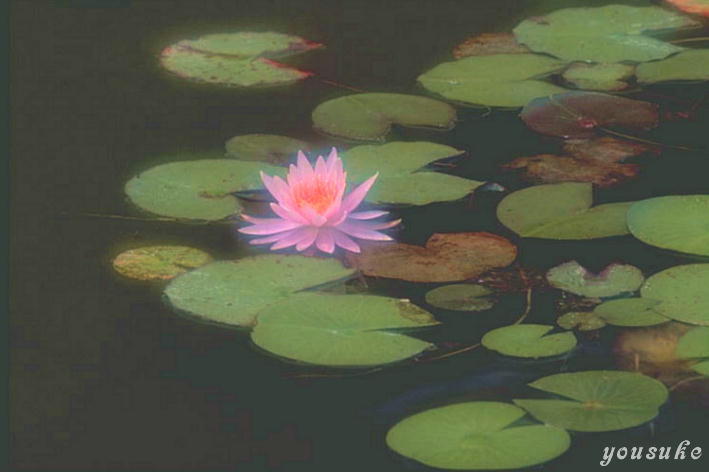 ���@�@��J���傤�ԉ�