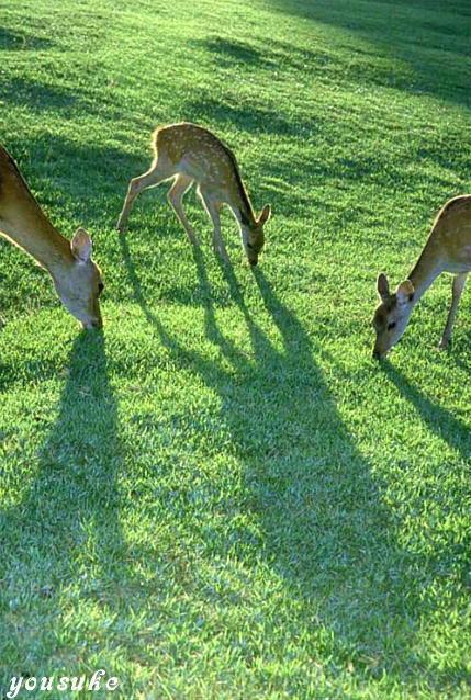 ��Ζ�@������