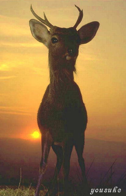 �ᑐ�R�[��