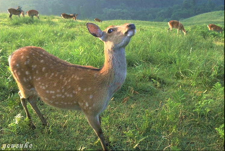 7���@�ᑐ�R�R��