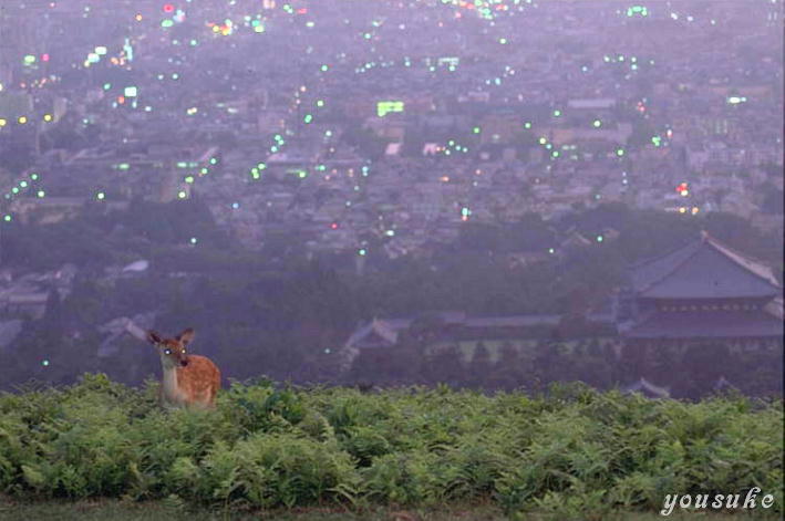 ���@�ᑐ�R�R���@�䂤�܂���