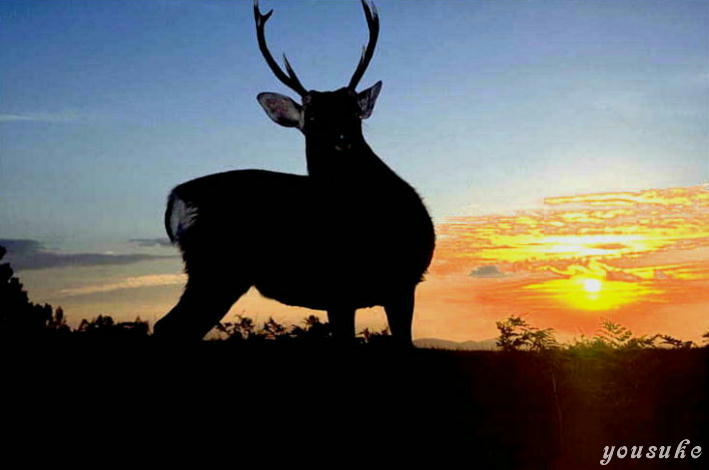 ���@�ᑐ�R�[��.�@�Q