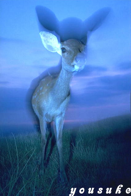 �T�����h�j�b�R�[��