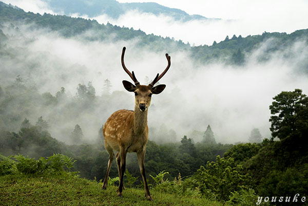 ������̉��� 