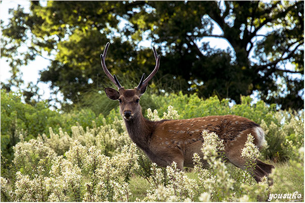 �R�K���s�̉���