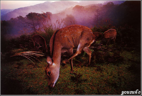 �j�R�� �l�C�`���[