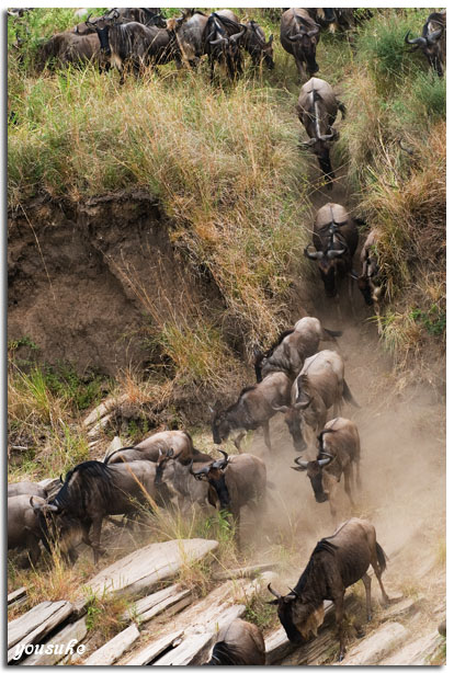 �j�b�R�[��