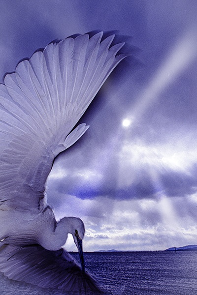 �V���T�M�̕�