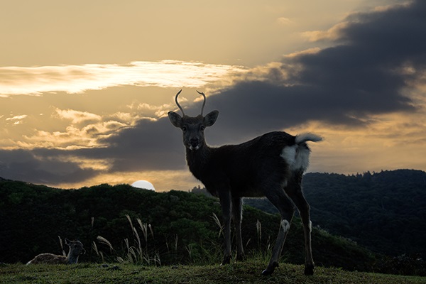 �閾���̎R��