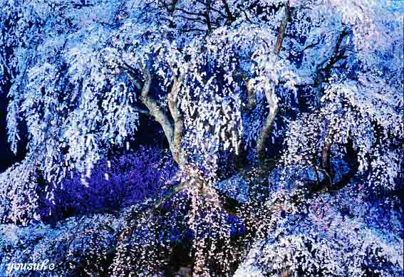 �T�����h�j�b�R�[��