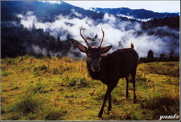 �j�R�� �l�C�`���[ 