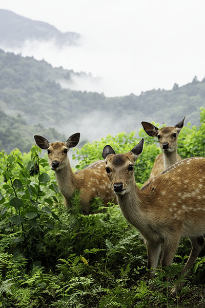 �ޗǌ���t��PC