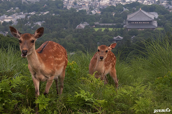 �ޗǌ���t��PC