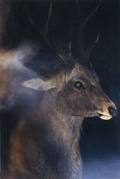 �j�b�R�[���@�l�C�`���[