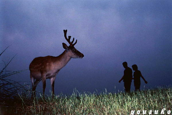 �Ȃ�̎l�G�P�X�X�U